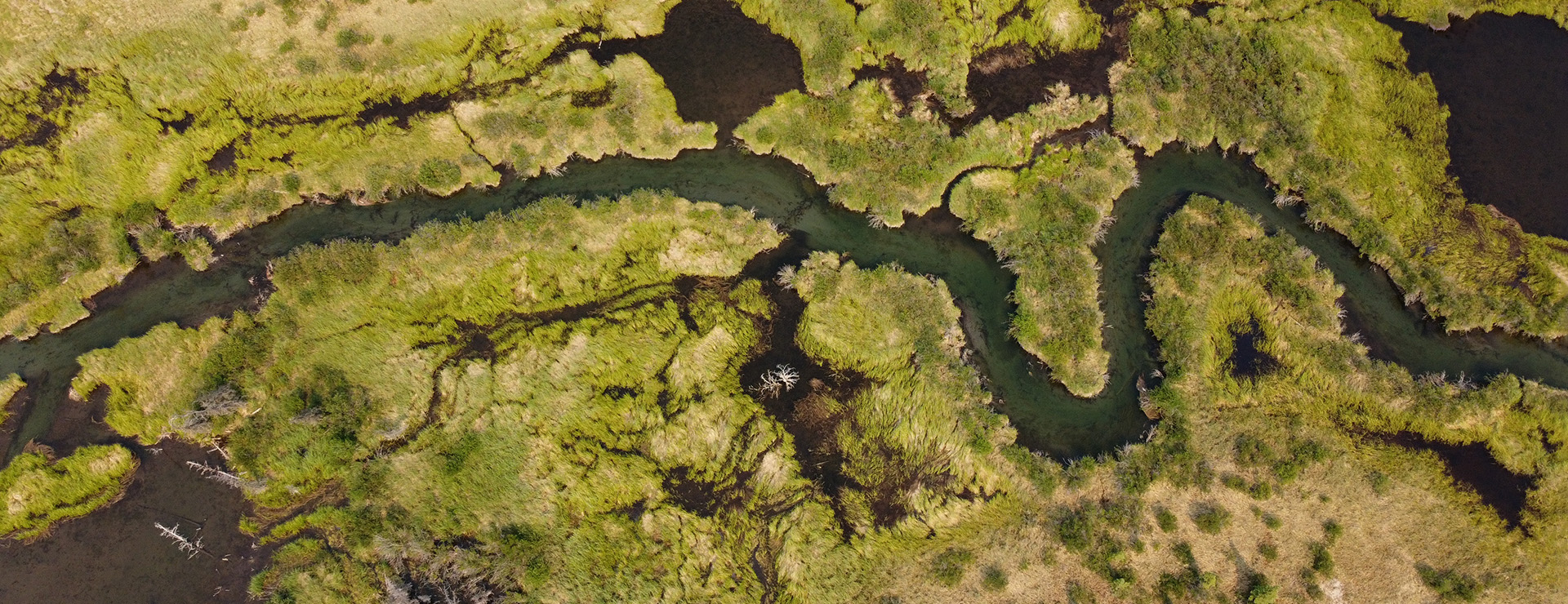 Aerial view of a creek winding through a wetland.