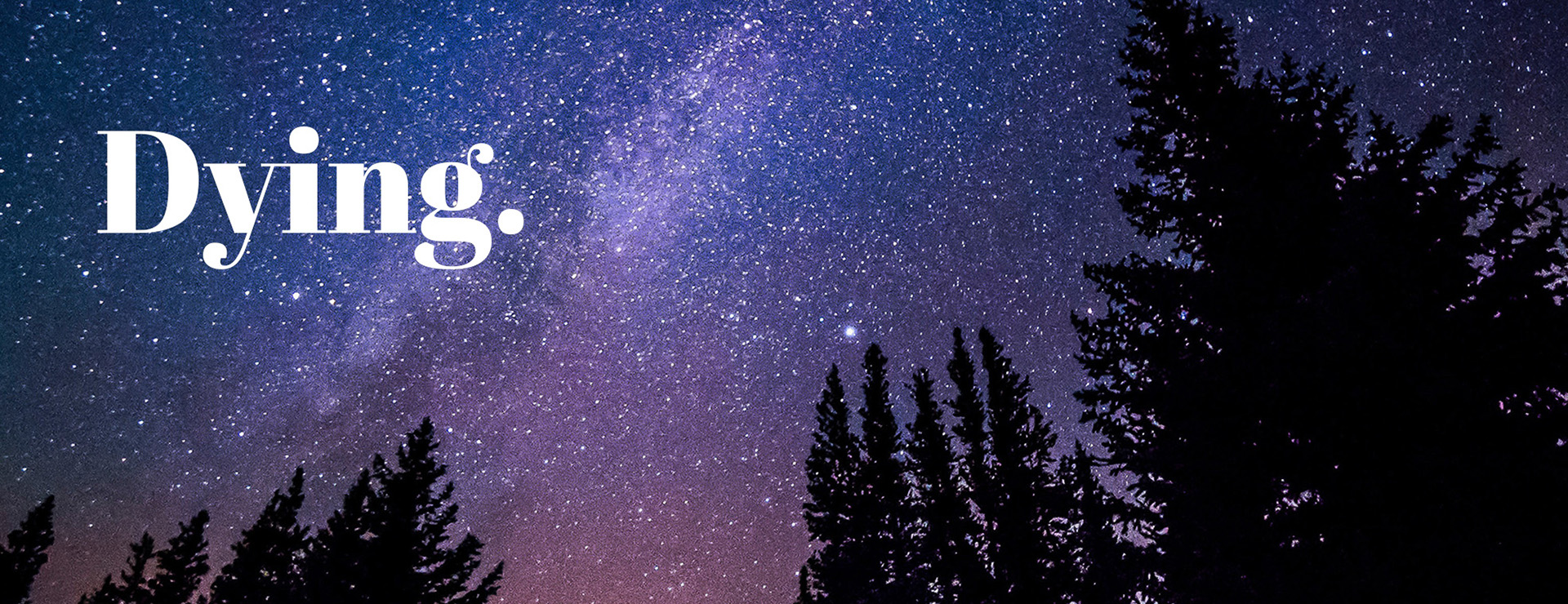 night sky and trees