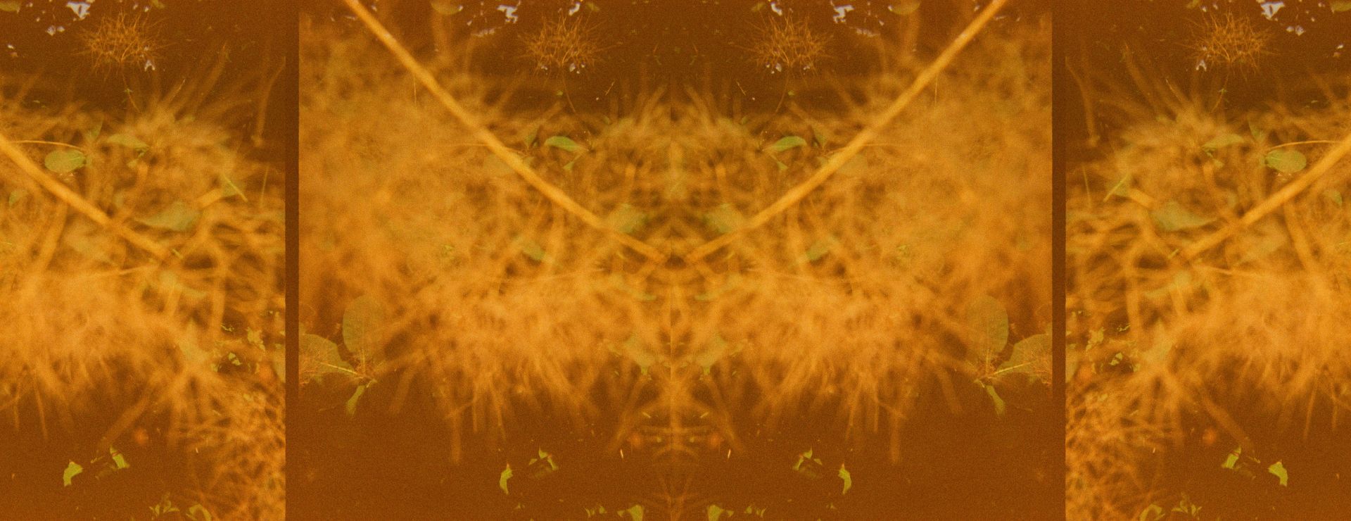 A photograph with an orange hue depicting layered plants.